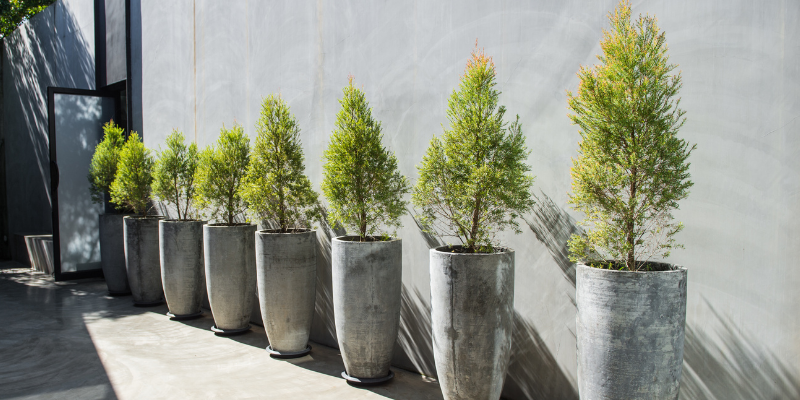 Giornata di studio "Alberi bioclimatici crescono"